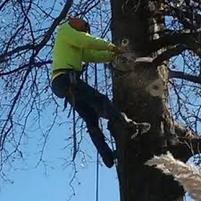 Climber in a safety harness working high in a tree