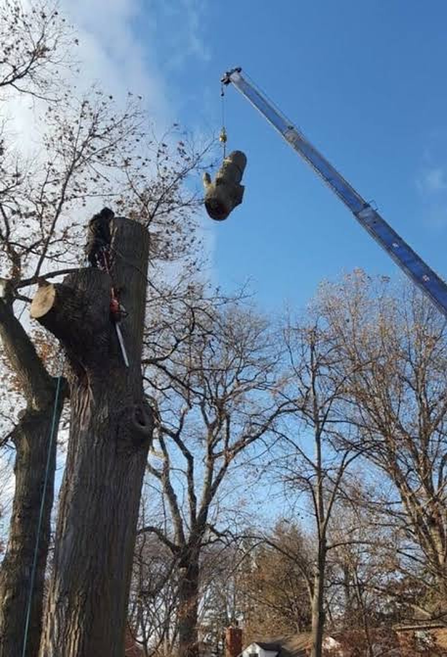 A crane lifting a section of trunk during a large removal