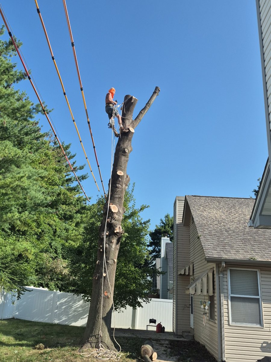 A Kottman's climber taking down a tree beside power lines covered with line guards