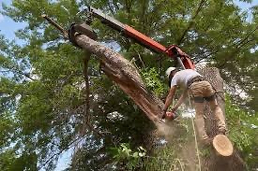 A climber cutting a large limb that is rigged to a crane